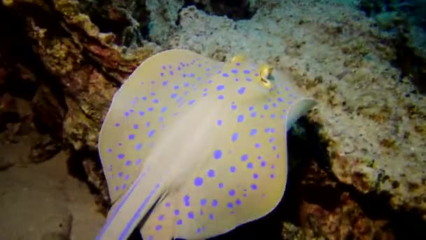 Röda Havets Fisk Taeniura Lymma Bluepotted Ribbontail Ray Ligger Sand — Stockvideo