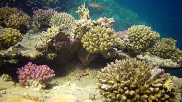 Life Coral Reef Static Video Coral Reef Red Sea Abu — Stock Video