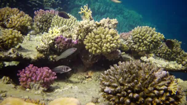 Жизнь Кораллового Рифа Статическое Видео Коралловый Риф Красном Море Абу — стоковое видео