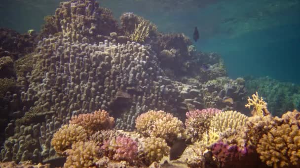 Vida Arrecife Coral Vídeo Estático Arrecife Coral Mar Rojo Abu — Vídeo de stock