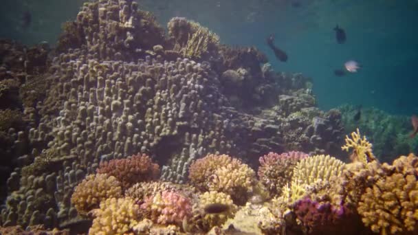 Recifes Corais Vídeo Estático Recife Coral Mar Vermelho Abu Dub — Vídeo de Stock