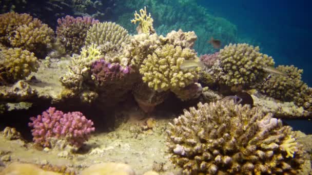 生命のサンゴ礁 静的なビデオ 紅海のサンゴ礁 熱帯魚やサンゴと美しい水中風景 エジプト — ストック動画
