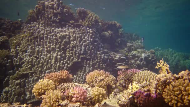 생명의 산호초 정적인 산호초 아부두 입니다 아름다운 열대어와 이집트 — 비디오