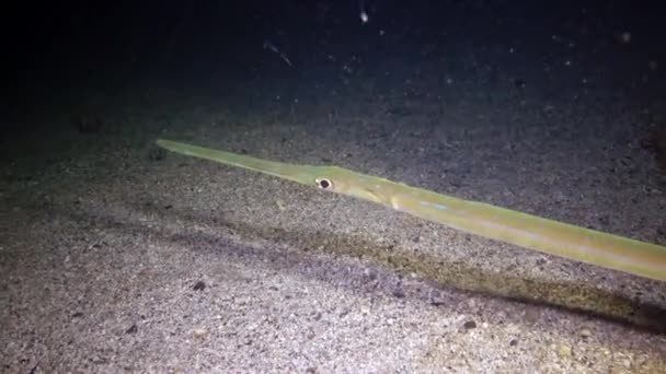 Vissen Van Rode Zee Nachtvideo Tropische Vissen Kornetvissen Fistularia Commersonii — Stockvideo