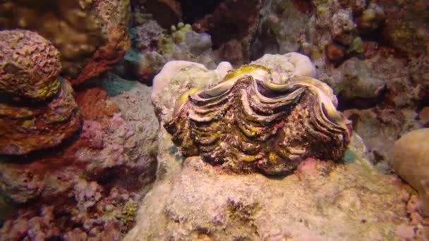 Μαλάκια Δίθυρα Μαλάκια Tridacna Maxima Που Καλλιεργούνται Μεταξύ Των Κοραλλιών — Αρχείο Βίντεο