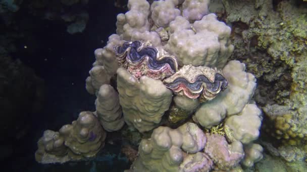 Mollusc Bivalve Tridacna Maxima Kéthéjú Kagyló Korallok Között Termesztik Vörös — Stock videók