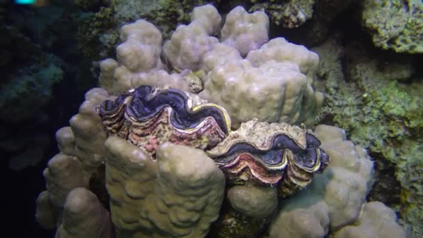 Mollusc Bivalve Tridacna Maxima Bivalf Yumuşakçaları Kızıldeniz Deki Mercanlar Arasında — Stok video