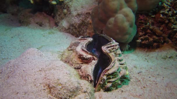 Mollusc Bivalve Tridacna Maxima Bivalve Mollusk 生长在红海珊瑚礁上的珊瑚中 马尔萨阿拉姆 — 图库视频影像