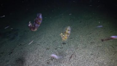 Kapüşonlu mürekkep balığı (Sepia sp.) Kızıl Deniz 'deki bir mercan resifi yakınlarında yiyecek aramak için geceleri yüzer, Abu Dabab.