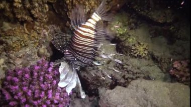 Balıklar gece avlanır. Sıradan aslan balığı (Pterois volitans), bir mercan resifinin üzerinde avlanır ve yüzer. Kızıl Deniz, Mısır