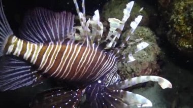 Balıklar gece avlanır. Sıradan aslan balığı (Pterois volitans), bir mercan resifinin üzerinde avlanır ve yüzer. Kızıl Deniz, Mısır