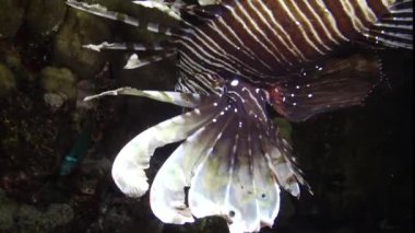 Balıklar gece avlanır. Sıradan aslan balığı (Pterois volitans), bir mercan resifinin üzerinde avlanır ve yüzer. Kızıl Deniz, Mısır
