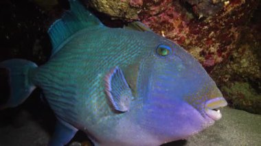 Mavi tetik balığı (Pseudobalistes fuscus), geceleri mercan resifinin altında dinlenen balıklar, Kızıl Deniz, Marsa Alam, Abu Dabab, Mısır