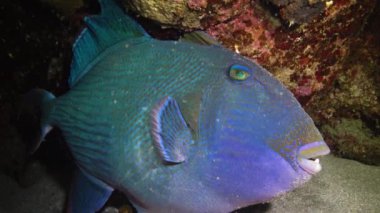 Mavi tetik balığı (Pseudobalistes fuscus), geceleri mercan resifinin altında dinlenen balıklar, Kızıl Deniz, Marsa Alam, Abu Dabab, Mısır