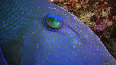 Mavi tetik balığı (Pseudobalistes fuscus), geceleri mercan resifinin altında dinlenen balıklar, Kızıl Deniz, Marsa Alam, Abu Dabab, Mısır