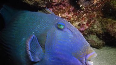 Mavi tetik balığı (Pseudobalistes fuscus), geceleri mercan resifinin altında dinlenen balıklar, Kızıl Deniz, Marsa Alam, Abu Dabab, Mısır