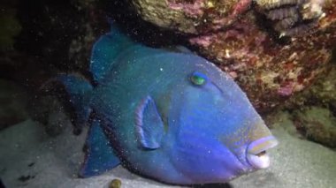 Mavi tetik balığı (Pseudobalistes fuscus), geceleri mercan resifinin altında dinlenen balıklar, Kızıl Deniz, Marsa Alam, Abu Dabab, Mısır