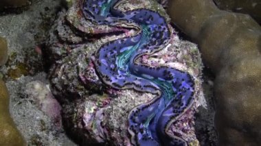 Mollusc, Bivalve (Tridacna Maxima) bivalf yumuşakçaları, Kızıldeniz 'deki mercanlar arasında yetişen, Marsa Alam, Mısır