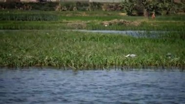 Nil Nehri'ndeki bir tekneden kıyının görüntüsü, kıyı boyunca çöp. Çevre kirliliği, çevre sorunu. Mısır