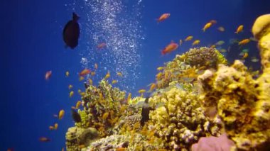 Kızıl Deniz 'deki mercan kayalıkları, Abu Dub. Statik video, tropikal balık ve mercanlarla dolu güzel sualtı manzarası. Hayat mercan kayalıkları. Mısır