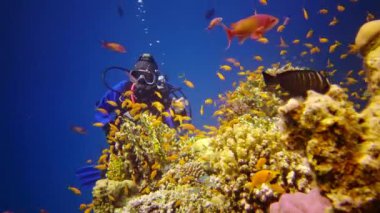 Mısır, Marsa Alam, Abu Dabab - 18 Mart 2019: Kızıldeniz 'deki mercan resifi, Abu Dub. Statik video, tropikal balık ve mercanlarla dolu güzel sualtı manzarası. Hayat mercan kayalıkları. Mısır