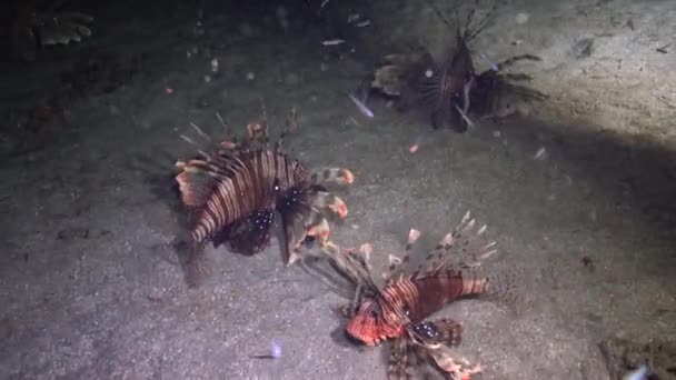 Pesci Cacciano Notte Pesce Leone Comune Pterois Volitans Pesce Caccia — Video Stock