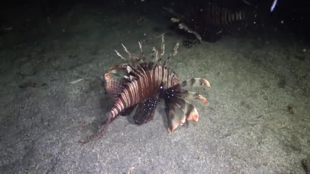 Fiskjakter Natten Lejonfiskar Pterois Volitans Fisk Jagar Och Simmar Över — Stockvideo