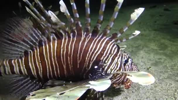 晚上捕鱼 常见的狮子鱼 Pterois Volitans 捕猎和游过珊瑚礁 — 图库视频影像