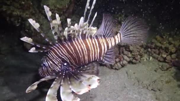 Chasse Poisson Nuit Lionfish Pterois Volitans Chasse Poisson Nage Dessus — Video