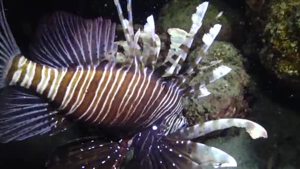Balıklar Gece Avlanır Sıradan Aslan Balığı Pterois Volitans Bir Mercan — Stok video
