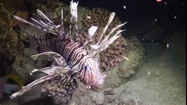 晚上捕鱼 常见的狮子鱼 Pterois Volitans 捕猎和游过珊瑚礁 — 图库视频影像