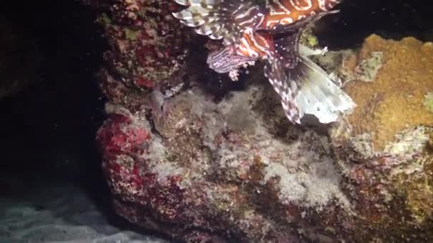 Peixes Caçam Noite Lionfish Comum Pterois Volitans Caça Peixes Nadar — Vídeo de Stock