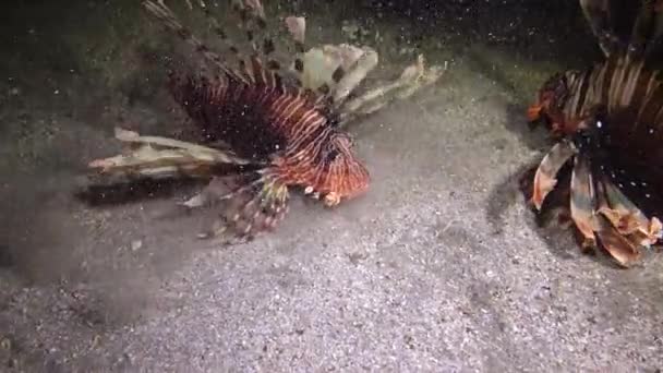 晚上捕鱼 常见的狮子鱼 Pterois Volitans 捕猎和游过珊瑚礁 — 图库视频影像