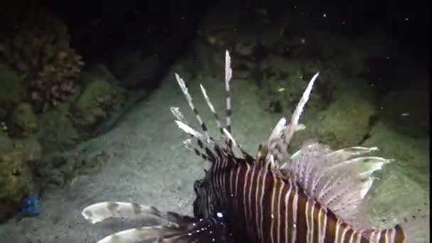 Peixes Caçam Noite Lionfish Comum Pterois Volitans Caça Peixes Nadar — Vídeo de Stock