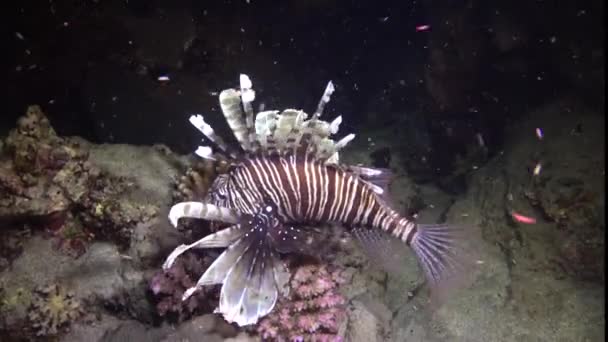 晚上捕鱼 常见的狮子鱼 Pterois Volitans 捕猎和游过珊瑚礁 — 图库视频影像