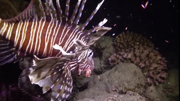 Peixes Caçam Noite Lionfish Comum Pterois Volitans Caça Peixes Nadar — Vídeo de Stock