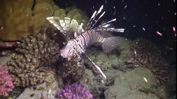 Pesci Cacciano Notte Pesce Leone Comune Pterois Volitans Pesce Caccia — Video Stock