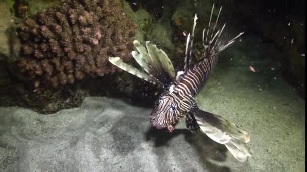 Peixes Caçam Noite Lionfish Comum Pterois Volitans Caça Peixes Nadar — Vídeo de Stock