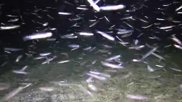 Pesce Del Mar Rosso Video Notturno Molti Piccoli Pesci Nuotano — Video Stock