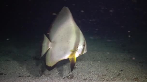 紅海の魚 サーキュラーバットフィッシュ Platax Orbicularis 魚は夜の海底をゆっくりと泳ぐ エジプト — ストック動画