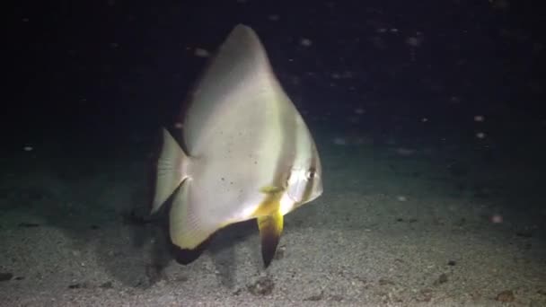 Fische Aus Dem Roten Meer Fledermaus Platax Orbicularis Der Fisch — Stockvideo