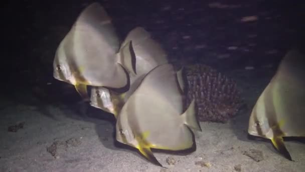 红海的鱼 圆形的蝙蝠鱼 Platax Orbicularis 鱼在夜间缓慢地游过海底 — 图库视频影像