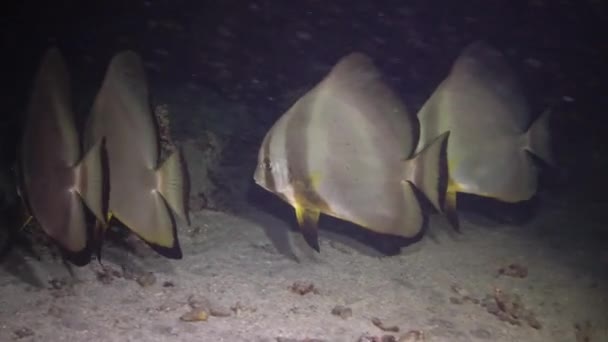 Peixe Mar Vermelho Peixe Espada Circular Platax Orbicularis Peixe Nada — Vídeo de Stock