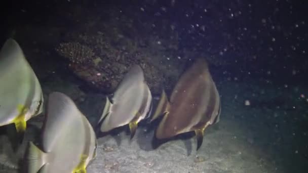 Kızıl Deniz Balığı Dairesel Yarasa Balığı Platax Orbicularis Balıklar Gece — Stok video
