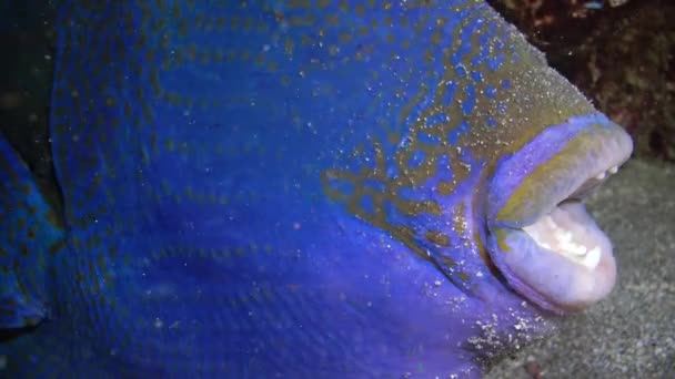 Blue Triggerfish Pseudobalistes Fuscus Fish Night Resting Bottom Coral Reef — Stock Video