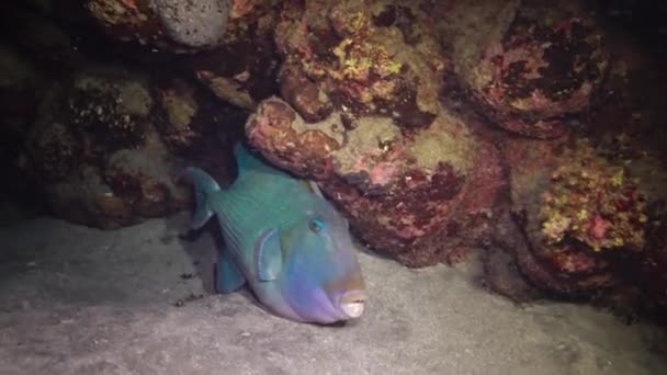 Gatilho Azul Pseudobalistes Fuscus Peixe Noite Descansando Fundo Sob Recife — Vídeo de Stock