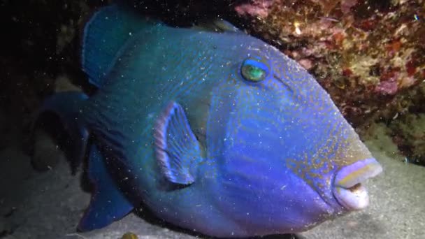 Μπλε Triggerfish Pseudobalistes Fuscus Ψάρια Νύχτα Στηρίζεται Στον Πυθμένα Κάτω — Αρχείο Βίντεο