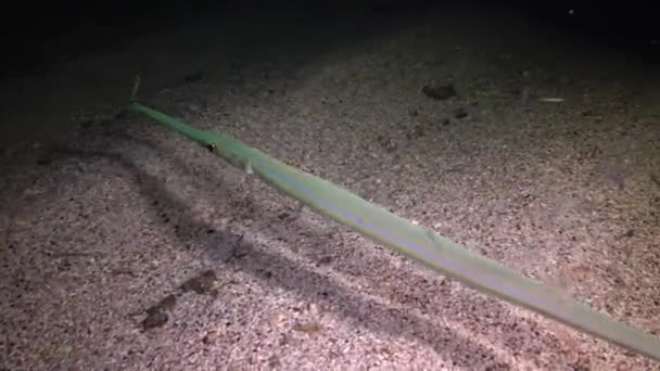 Kızıl Deniz Balığı Gece Videosu Tropikal Balık Kornetbalığı Fistularia Ticari — Stok video