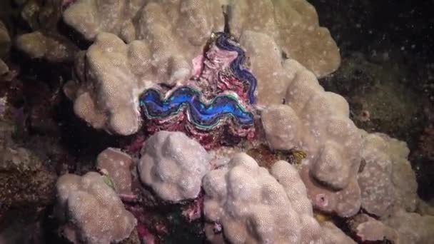 軟体動物 二枚貝 Tridacna Maxima 二枚貝 紅海のサンゴ礁のサンゴの間で成長 マルサ アラム エジプト — ストック動画