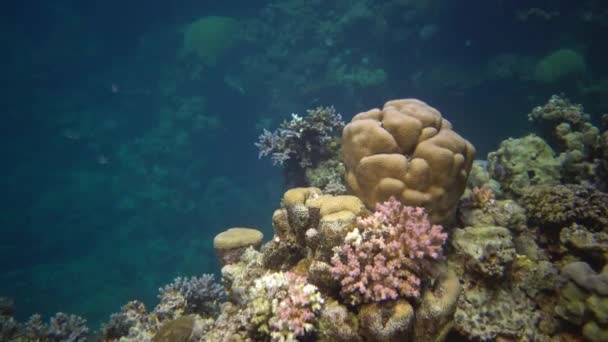 红海的鱼类和珊瑚 红海的珊瑚礁 美丽的水下景观与热带鱼和珊瑚 — 图库视频影像